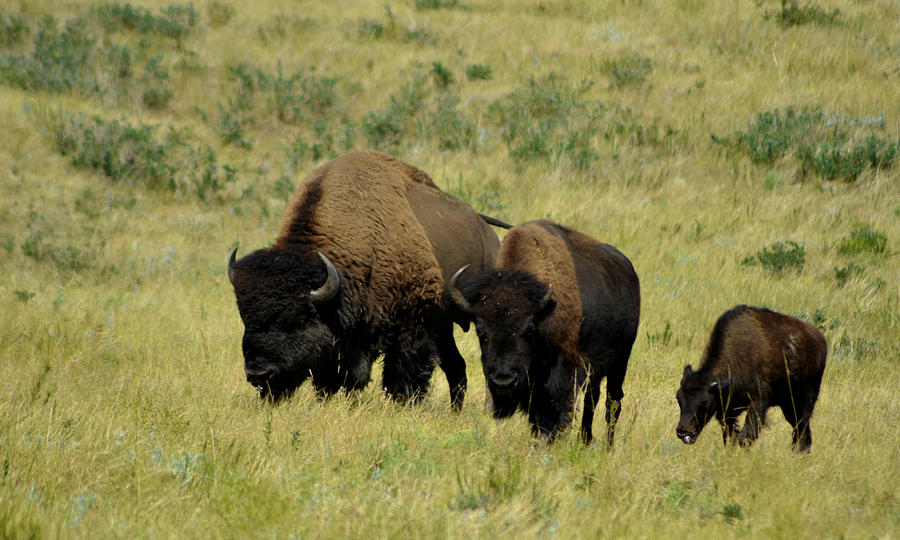 Grazing Buffalo Photograph by Greni Graph