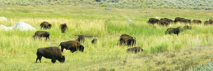 Grazing Buffalo Herd Photograph by Lars Lentz