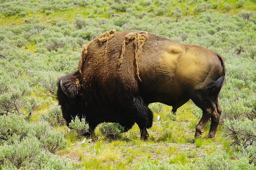 Grazing Buffalo Photograph by Jeff Swan