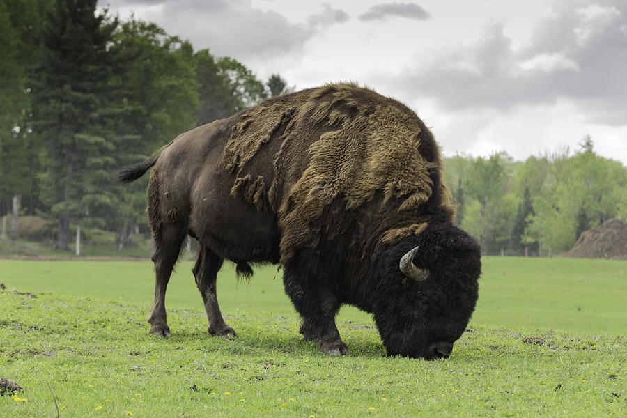 Grazing Buffalo Photograph by Josef Pittner