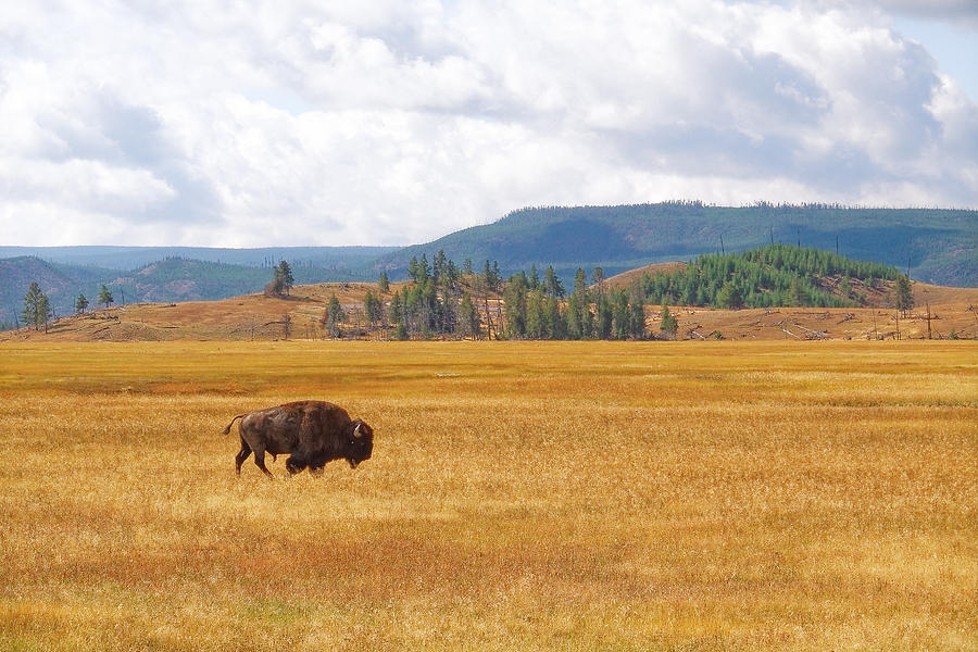 Grazing Buffalo Photograph by Lars Lentz