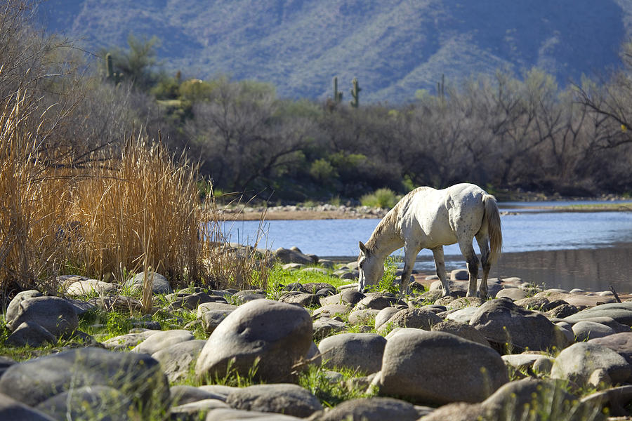 Grazing by the River Photograph by Sue Cullumber
