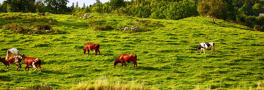 Grazing Cattle In Beautyful Summer Nature Photograph by Christian Lagereek