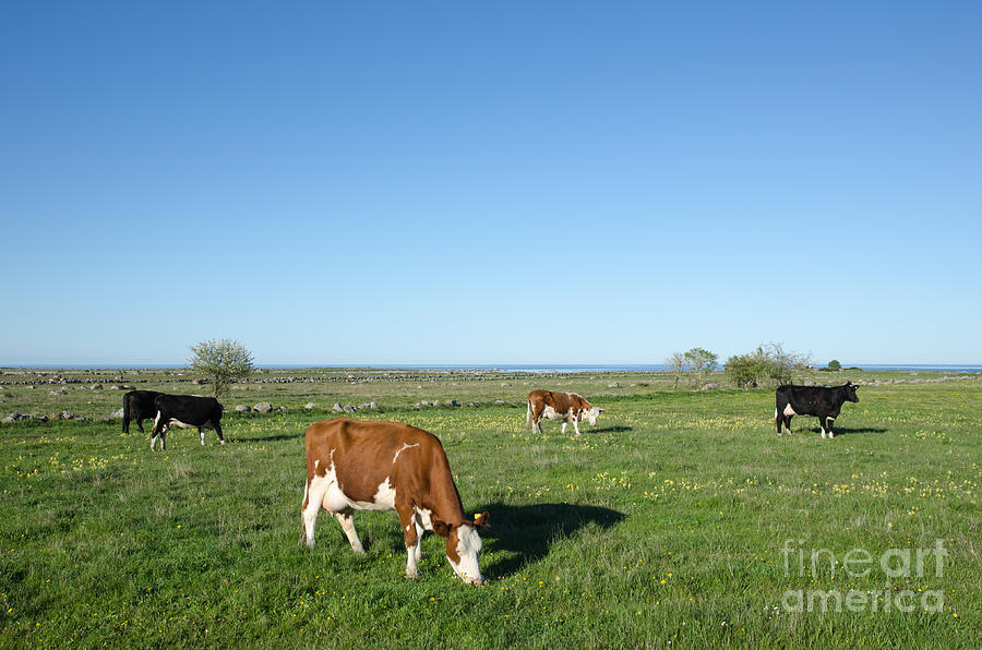Grazing Cattle Photograph