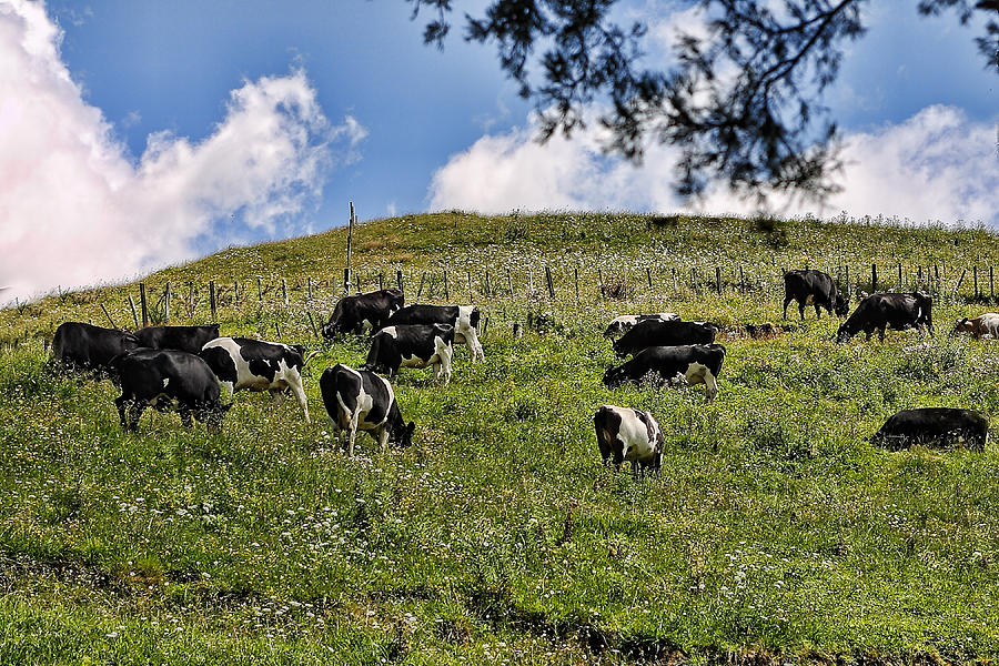 Grazing Cattle Photograph by Linda Phelps