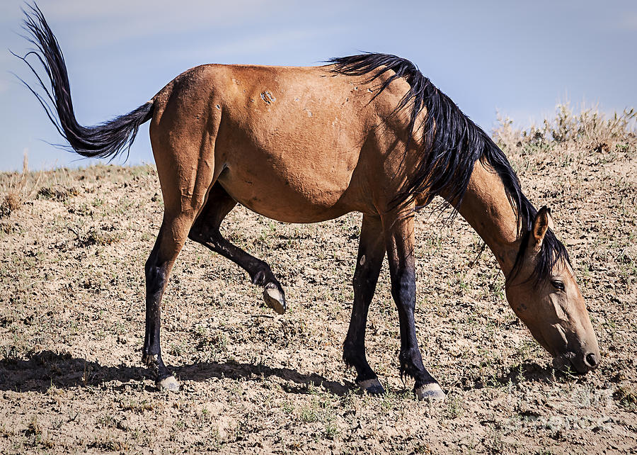Nature Photograph - Grazing Colorado Mustang by Janice Pariza