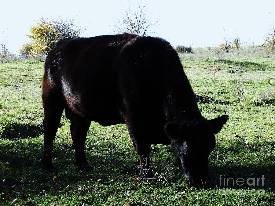 Cow Photograph - Grazing Cow by J L Zarek