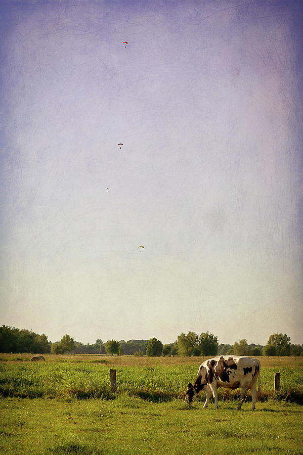 Grazing Cow Photograph by Photo By Stefanie Senholdt
