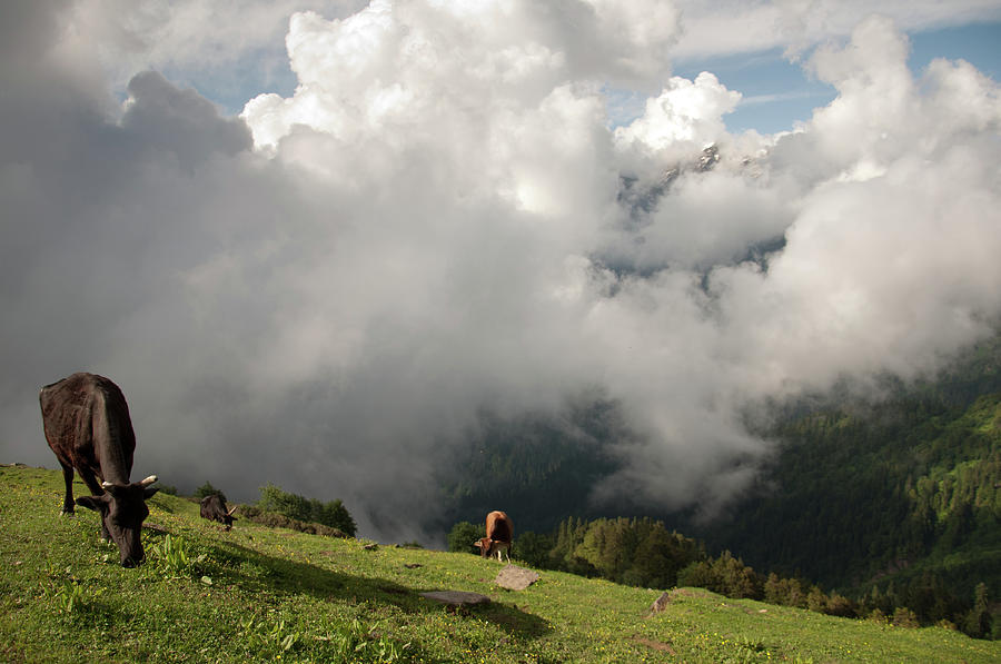 Grazing Cows, Himachalpradesh, India Photograph by Petr Smelc