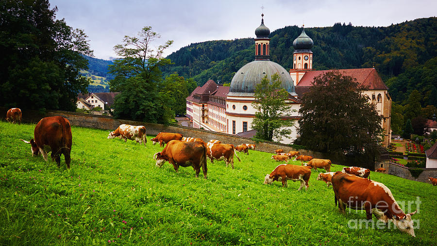 Animal Photograph - Grazing cows in front of a historic monastery by Nick  Biemans