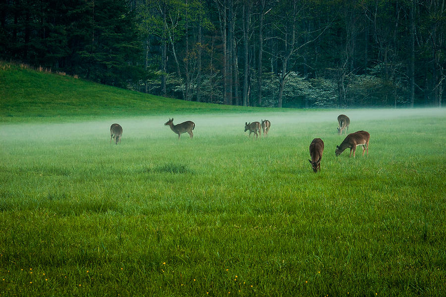 Grazing Deer Photograph by Jay Stockhaus
