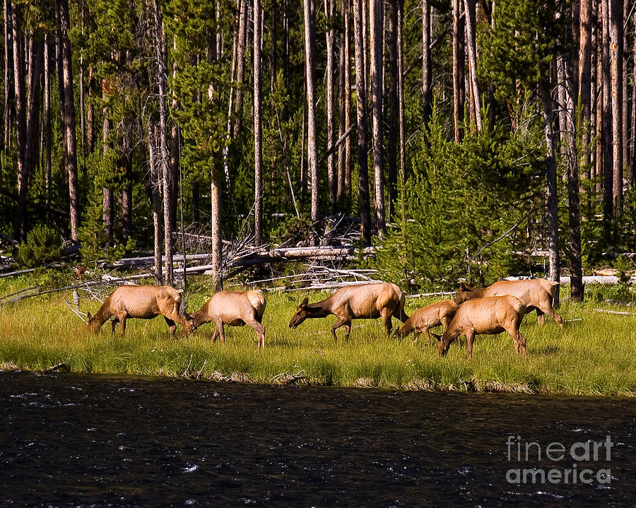 Grazing Elk Photograph by Chuck Flewelling