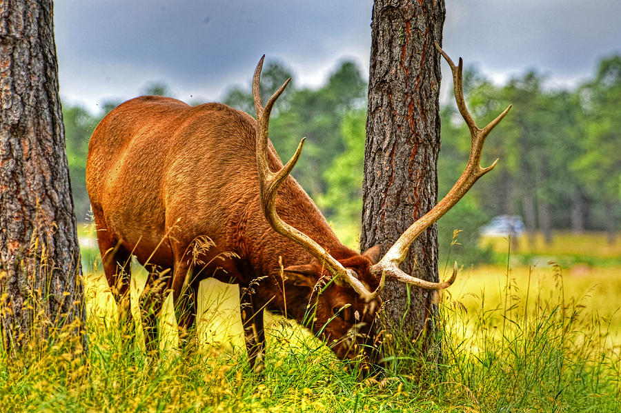 Grazing Elk Photograph by Jim Boardman