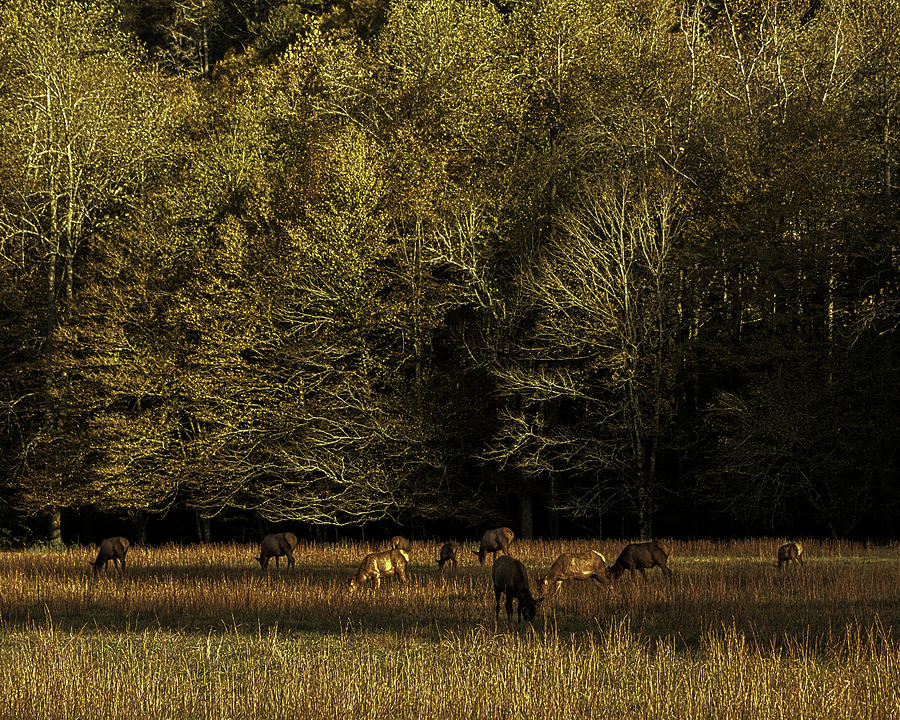 Grazing Elk Photograph by Kevin Senter