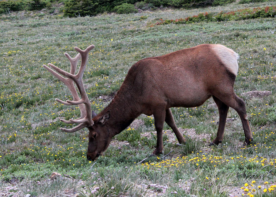 Grazing Elk Photograph by Mary Bedy