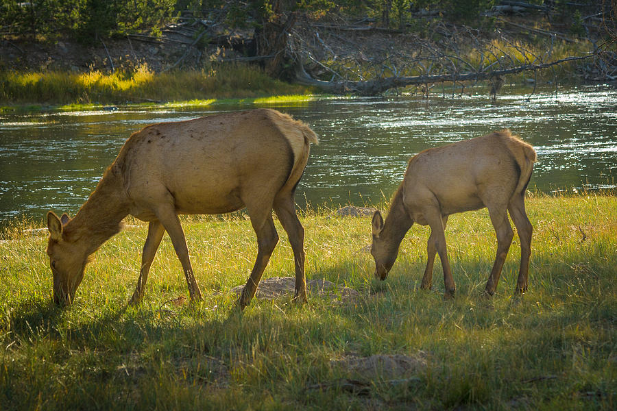 Grazing Elk Photograph by Roger Mullenhour