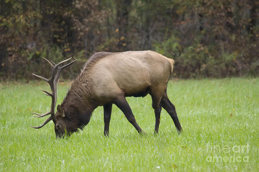 Grazing Elk Photograph by Ules Barnwell