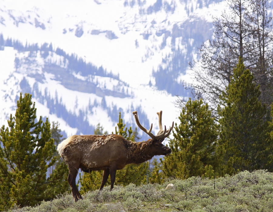 Yellowstone National Park Photograph - Grazing Elk YNP by Bill Keiran