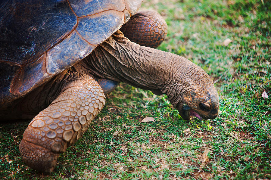 Turtle Photograph - Grazing Giant Turtle in the Pamplemousse Botanical Garden. Mauritius by Jenny Rainbow