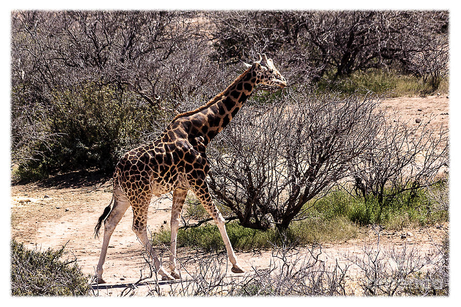 Nature Photograph - Grazing Giraffe by Janice Pariza