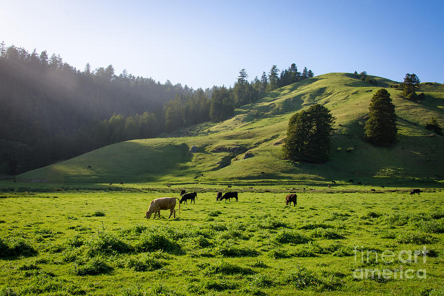 Cow Photograph - Grazing Hillside by CML Brown