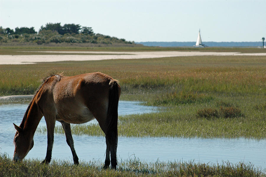 Grazing Horse and Sailboat on Cumberland Island Photograph by Bruce Gourley
