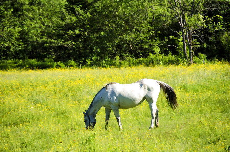 Grazing Horse Photograph by Donna Doherty