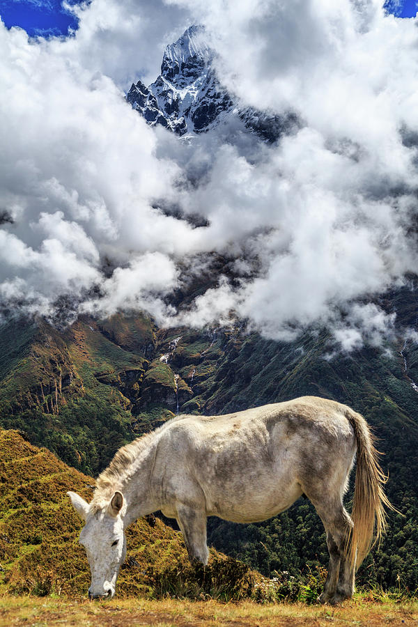Grazing Horse, Sagarmatha National Photograph by Feng Wei Photography