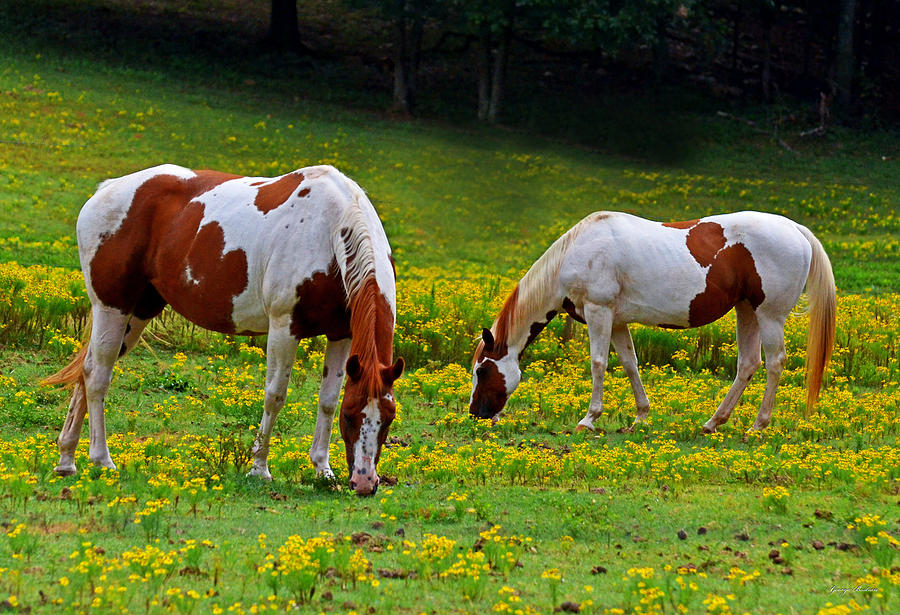 Grazing Horses 001 Photograph by George Bostian