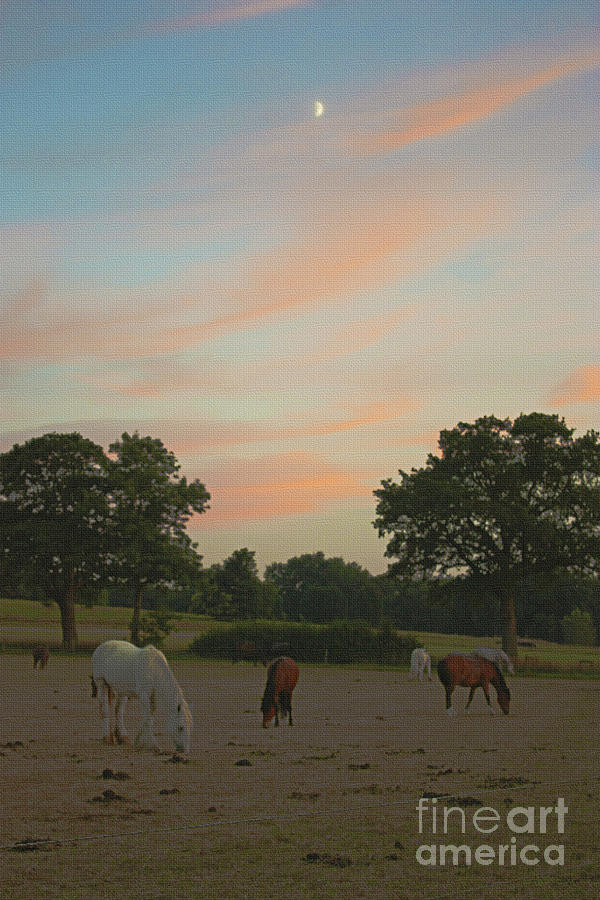 Grazing Horses at Sunset Photograph by Terri Waters