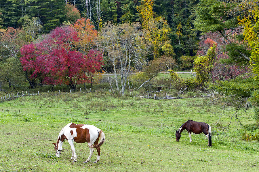 Nature Photograph - Grazing Horses Autumn Pasture along The Blue Ridge Parkway NC by Terry DeLuco