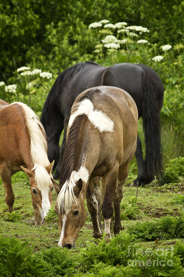 Grazing Horses Photograph by Carrie Cranwill