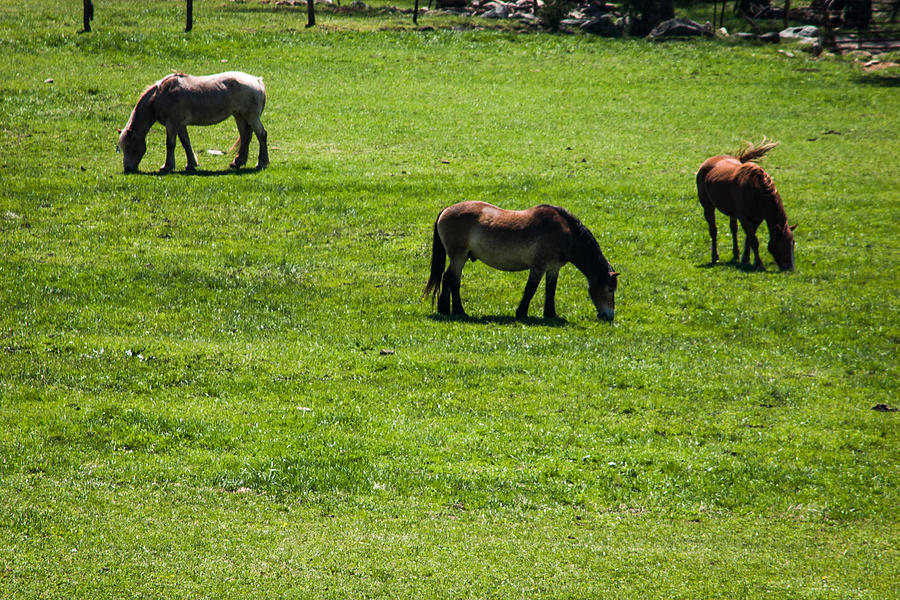 Grazing Horses Photograph by Jay Stockhaus