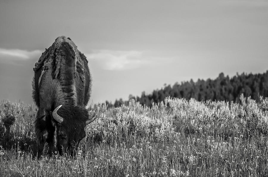 Grazing II  Photograph by Off The Beaten Path Photography - Andrew Alexander