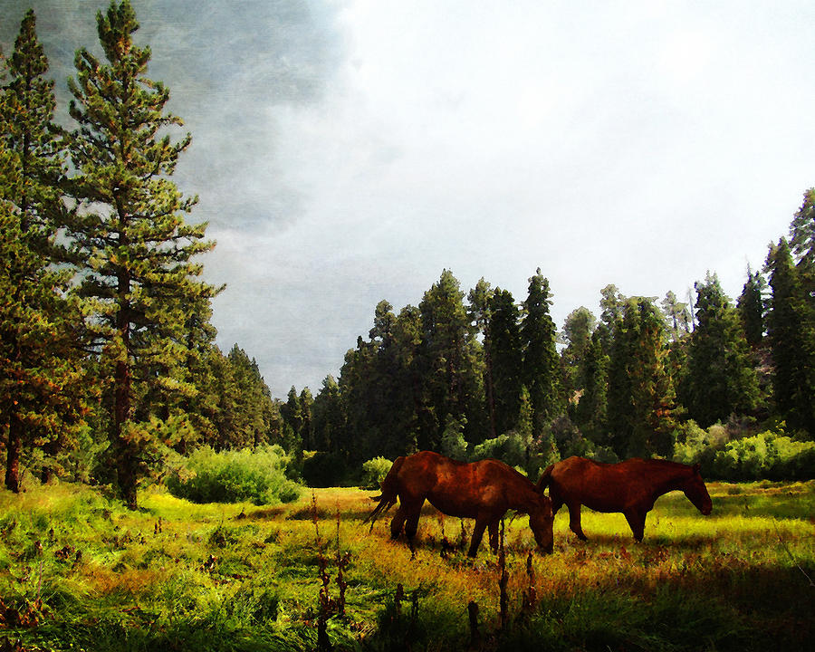 Grazing in a Mountain Meadow Photograph by Timothy Bulone