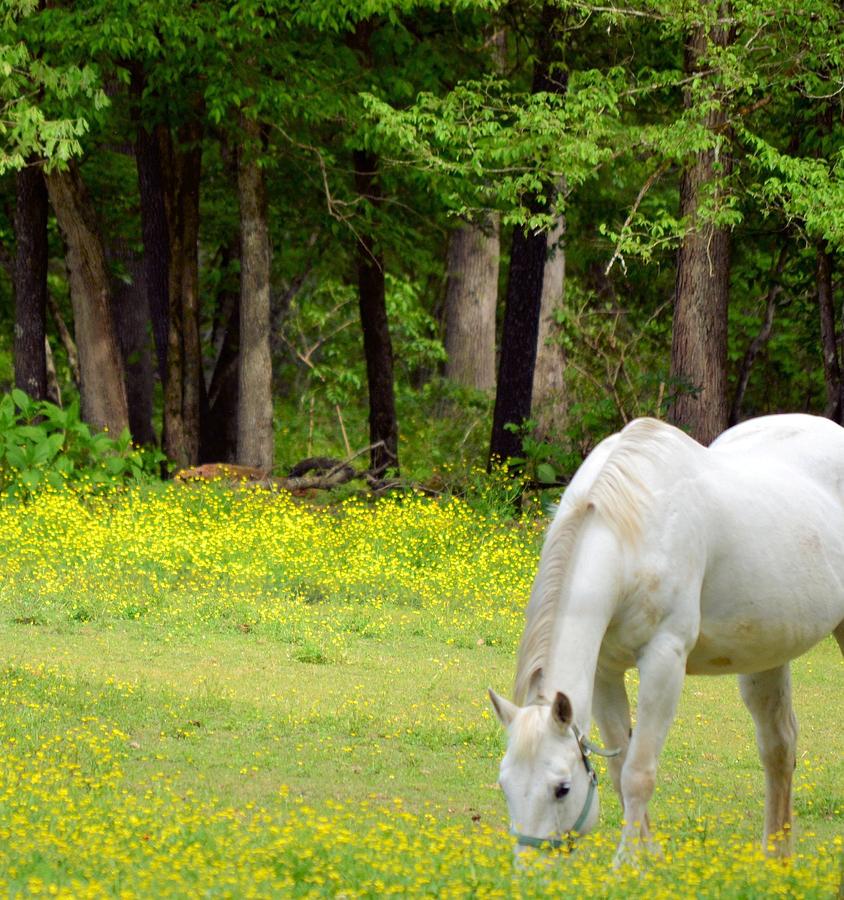 Spring Photograph - Grazing in Golden Fields by Maria Urso