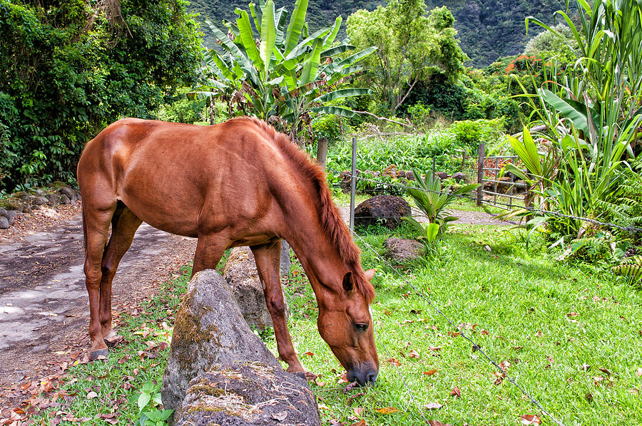 Grazing in Paradise Photograph by Jim Thompson