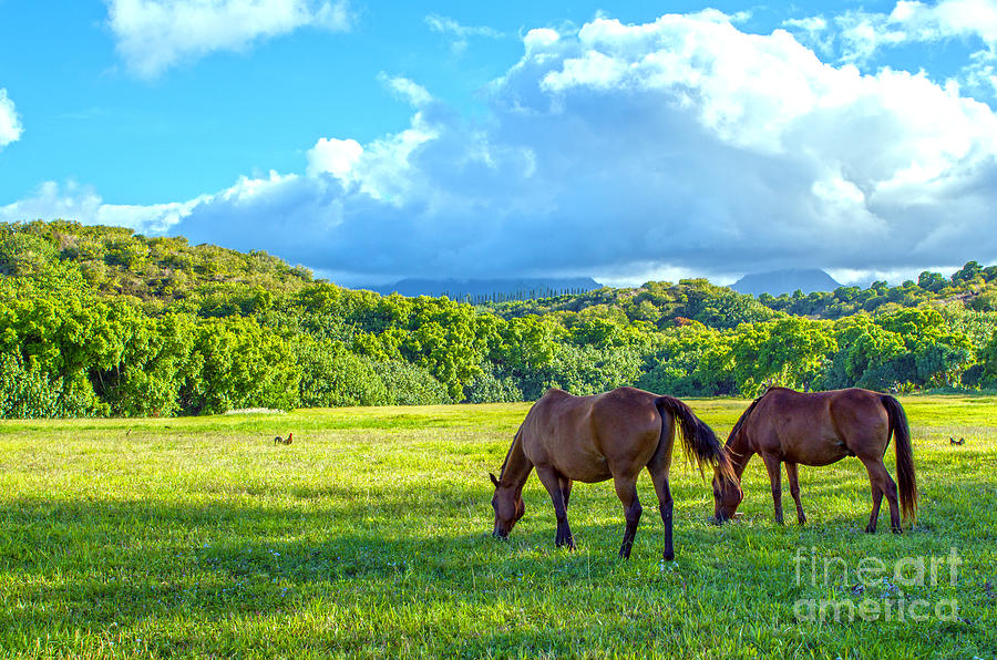 Horse Photograph - Grazing In Paradise by Roselynne Broussard