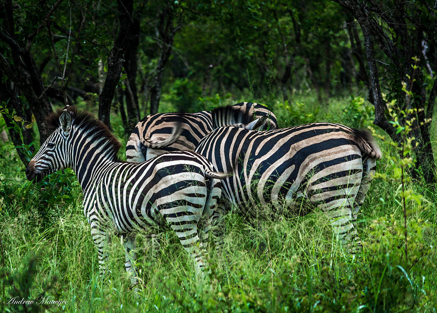Grazing in the African Bush Photograph by Andrew Matwijec