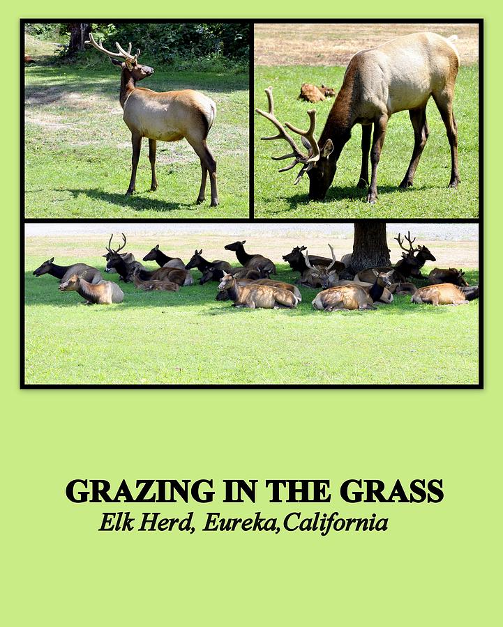 Grazing in the Grass Photograph by AJ  Schibig