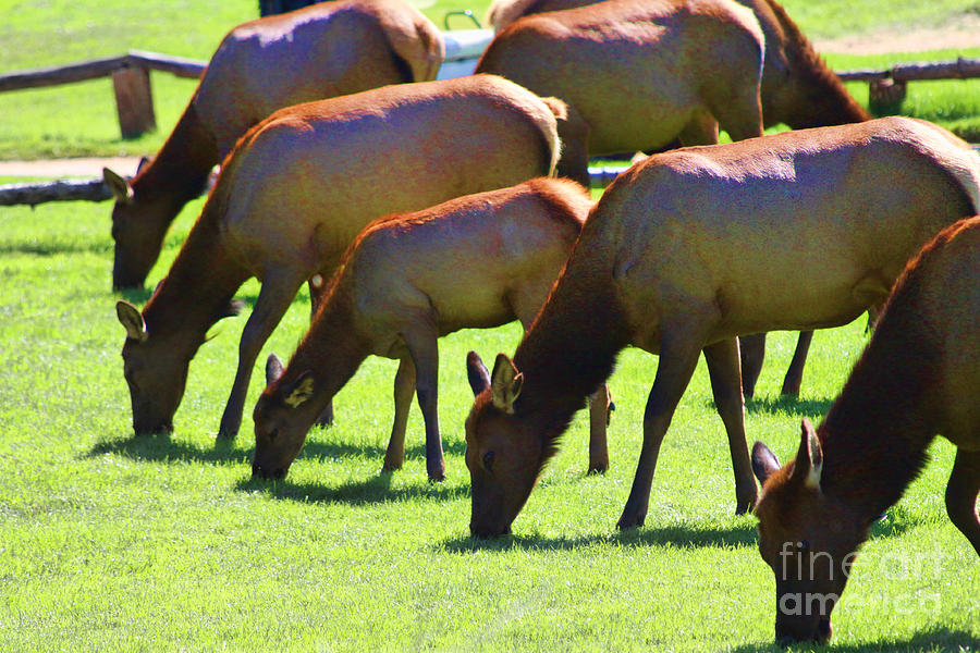 Grazing Photograph - Grazing in the Grass by Audreen Gieger