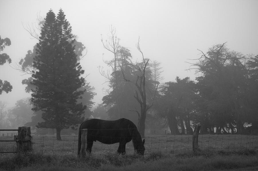 Grazing in the Mist Photograph by Lori Seaman