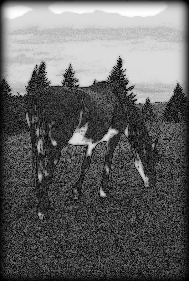 Horse Photograph - Grazing  by Kathy Sampson