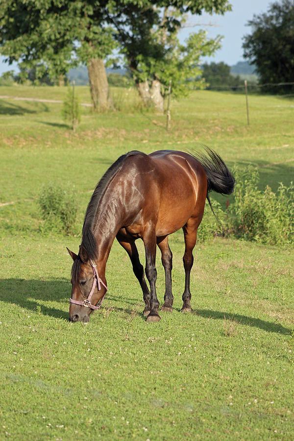 Grazing Mare Photograph by Lorna Rose Marie Mills DBA  Lorna Rogers Photography