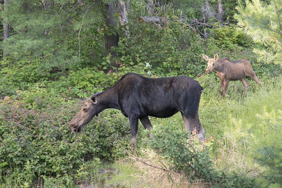 Grazing Moose Photograph by Wade Aiken