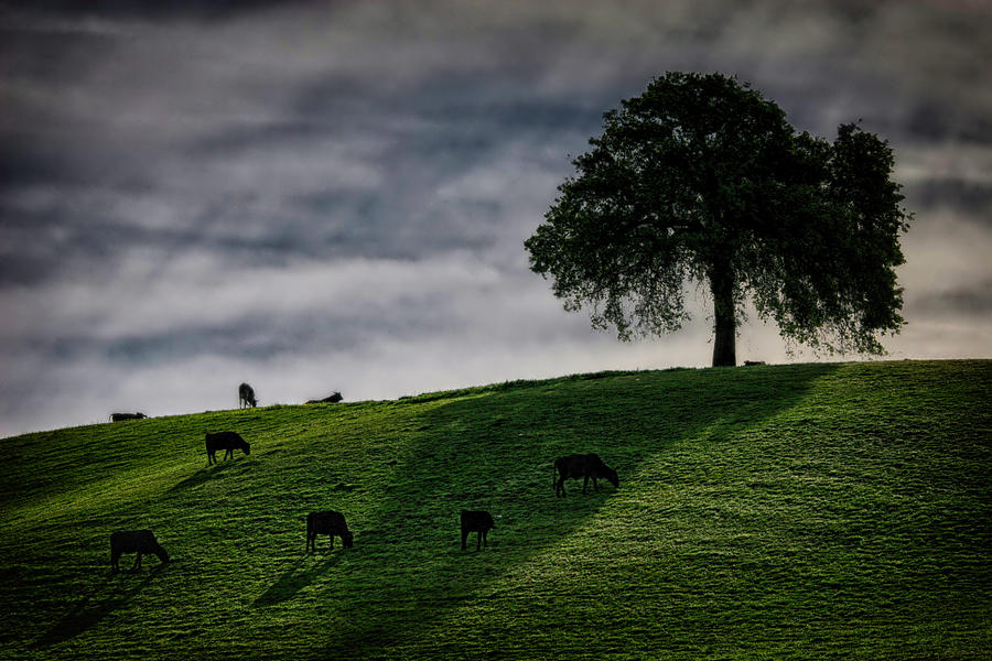 Grazing Near A Solitary Tree Photograph by Robert Woodward