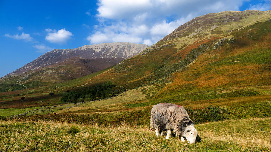 Sheep Photograph - Grazing on High Rannerdale by Steven Garratt