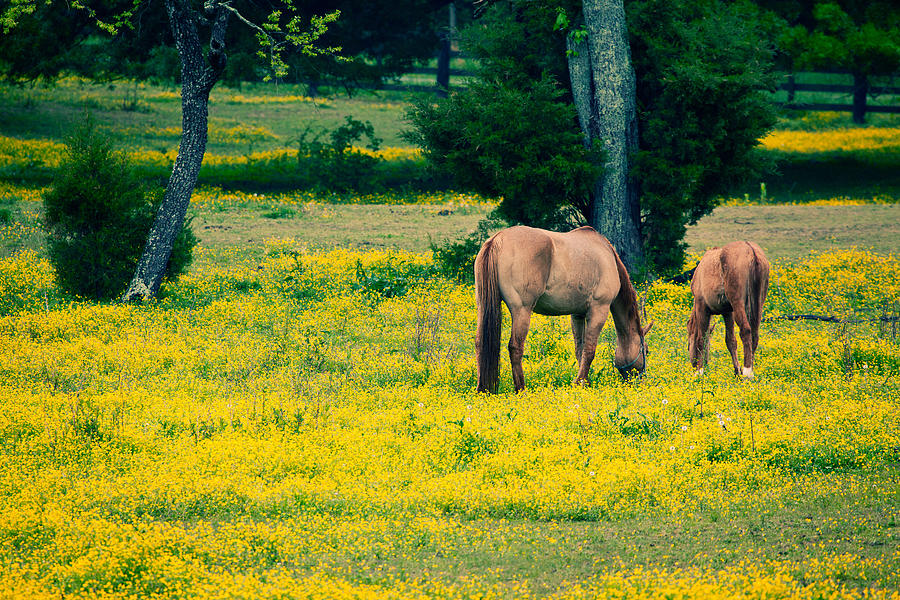 Grazing on Sunshine - Horses in a Pasture I Photograph by Dan Carmichael