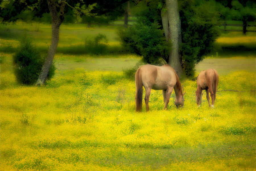 Grazing on Sunshine - Horses in a Pasture II Painting by Dan Carmichael