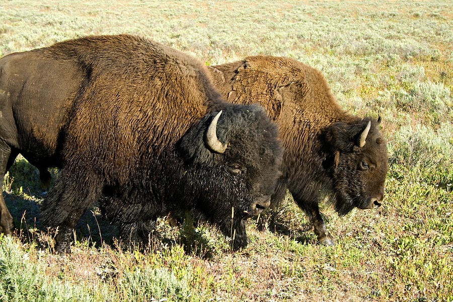 Grazing Photograph by Paul Conner - Fine Art America